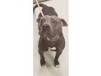 Adopt GHOST a Pit Bull Terrier, Mixed Breed
