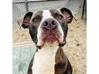 Adopt STICKERS a Pit Bull Terrier