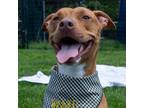 Adopt PUMPKIN a Pit Bull Terrier