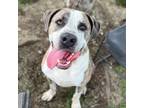 Adopt PETE a Pit Bull Terrier