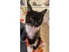 Adopt Socks a Domestic Short Hair