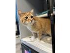 Adopt Ozzy a Domestic Short Hair