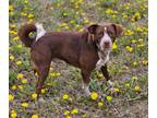 Adopt Diesel a Cattle Dog, Beagle