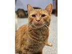 Adopt Inferno a Domestic Short Hair