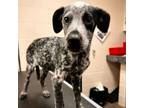 Adopt Slinky a Bluetick Coonhound, Australian Cattle Dog / Blue Heeler