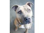 Adopt Beast a Pit Bull Terrier, Mixed Breed