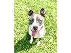 Adopt Blueberry a Pit Bull Terrier, Mixed Breed