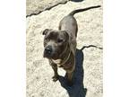 Adopt Smokey a Pit Bull Terrier, Mixed Breed