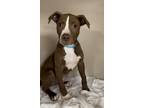 Adopt Hammer- I AM ON THE MOBILE UNIT a Pit Bull Terrier, Retriever