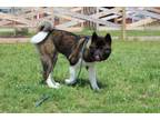 Adopt Sapa a Akita