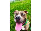 Adopt Rhine a Pit Bull Terrier