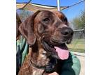 Adopt Smokey a Plott Hound