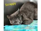 Adopt Scrappy a Domestic Short Hair