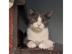 Adopt Gary a Domestic Short Hair