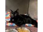 Adopt RuPaw a Domestic Short Hair