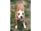 Adopt Anchor a Mixed Breed