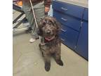 Adopt Beau a Poodle, Labrador Retriever