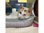 Adopt Scroopy Noopers a Domestic Short Hair