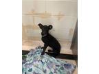 Adopt Lewy a Mixed Breed