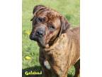 Adopt Galahad a Boxer, Rottweiler