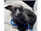 Adopt Mcdougal AKA Dougy a Wirehaired Terrier