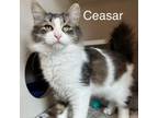 Adopt Ceasar 240283 a Domestic Medium Hair