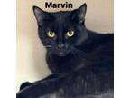 Adopt Marvin 240240 a Domestic Short Hair