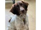 Adopt Stray - Moe a Pointer