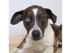 Adopt Arlo^ D15996 a Catahoula Leopard Dog