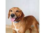 Adopt Broski^ D15880 a Beagle