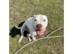 Adopt Sam a Pit Bull Terrier