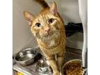 Adopt Tommy ~Petco~ a Domestic Short Hair