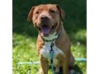 Adopt Chalupa a American Staffordshire Terrier