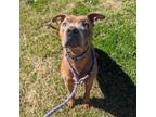 Adopt Bane a American Staffordshire Terrier
