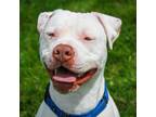 Adopt Jerry a Pit Bull Terrier