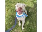 Adopt Jerry a Pit Bull Terrier