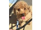 Adopt Howie a Poodle