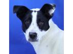 Adopt Tyson- 042311S_1 a Beagle