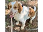 Adopt Russell Stover a Beagle, Cattle Dog