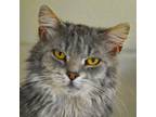 Adopt Jolly Rancher a Domestic Long Hair