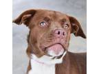 Adopt Winston a Chocolate Labrador Retriever, Pit Bull Terrier