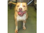 Adopt Rome a American Staffordshire Terrier