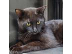 Adopt Granola 24-0267 a Domestic Short Hair