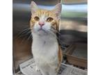 Adopt ANGEL Available NOW - ADOPTION or RESCUE! a Domestic Short Hair