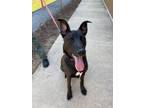 Adopt Chico a Labrador Retriever, German Shepherd Dog