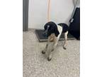 Adopt 55777259 a Pointer, Mixed Breed