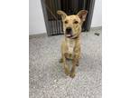 Adopt 55779188 a Terrier, Mixed Breed