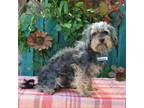 Adopt Greenway a Terrier