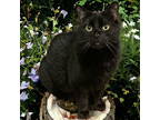 Adopt Donny a Domestic Short Hair