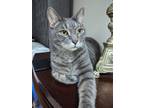 Adopt Gandolf18FS a Domestic Short Hair